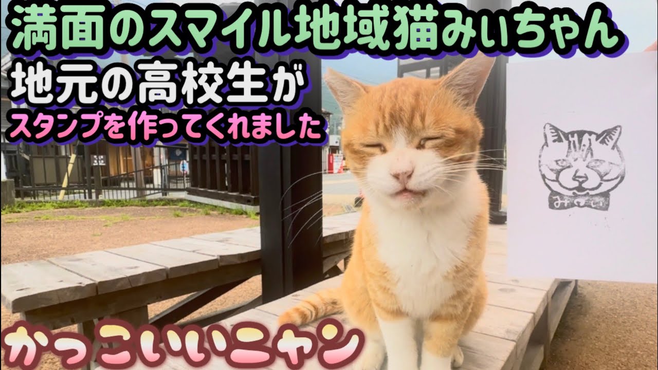 Mii-chan, the Community Cat Living at the Bus Depot] A Morning