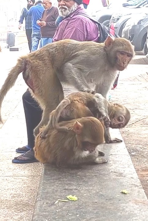 Wwe Monkey vs monkey🐵Triple Threat🤣Funny Match || Fighting #funny #monkey #viral #shorts #wwe #trend