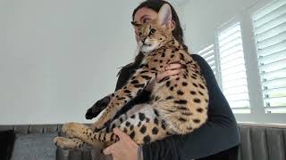 Unlocking the Mystique of F1 Savannah Cats: Fascinating Facts and Allure [2024] by F1 Savannah Kittens 6,228 views 2 months ago 5 minutes, 22 seconds