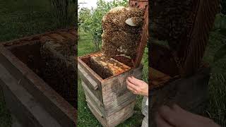 How Do Bees Build Honey Comb?