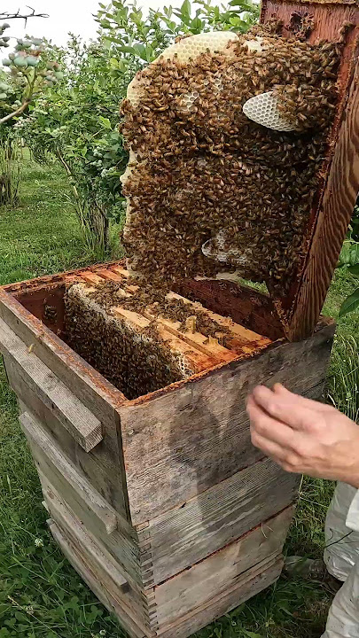 Bees make wax out of honey 