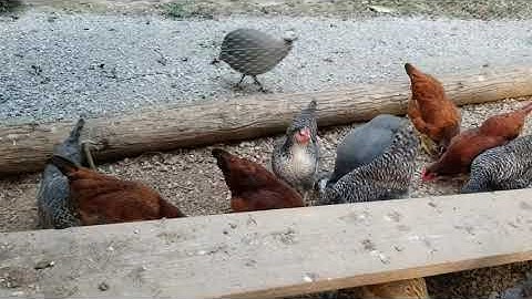 How to get chickens to sleep in coop