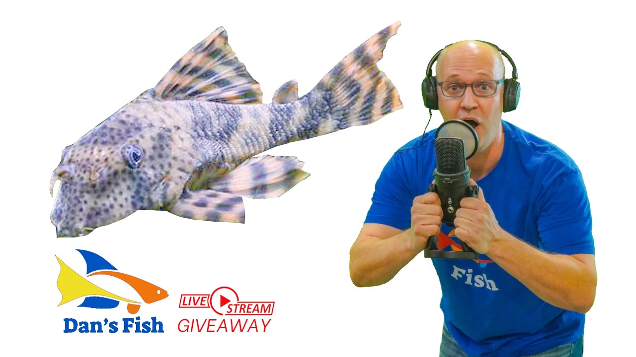 Ep385 L205 Andes Tiger Pleco GIVEAWAY
