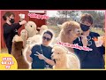 (한) Vlog Đà Lạt #3 | Couple Xìn - Ri lần đầu check in nông trại thú cưng 달랏 브이로그 #3 쩐탄-하리 농장에 가다