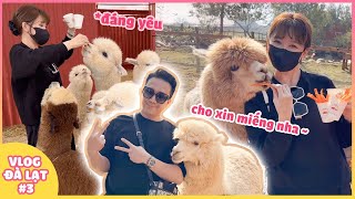 (한) Vlog Đà Lạt #3 | Couple Xìn - Ri lần đầu check in nông trại thú cưng 달랏 브이로그 #3 쩐탄-하리 농장에 가다