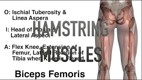 Hamstring Muscles - Origins, Insertions & Actions