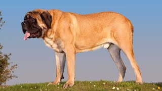 BIGGEST DOG BREEDS IN THE WORLD by PetMastery 420 views 5 months ago 7 minutes, 33 seconds