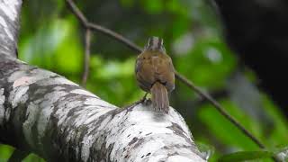 Green-backed Sparrow (Arremonops chloronotus) singing in Palenque National Park