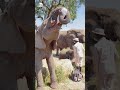 Khanyisa drinks her milk bottles with baby elephant phabeni