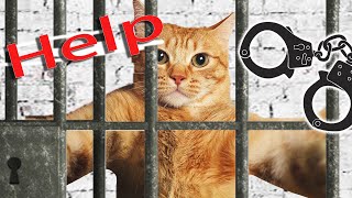 HOUSE PRISON made of cardboard for a cats all 🐈 Jail break ДОМ ТЮРЬМА из картона для кошки