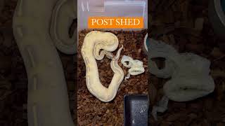 PRE SHED VS POST SHED HIGHWAY BALL PYTHON #ballpython #reptiles #snakes #pets #animals #shorts