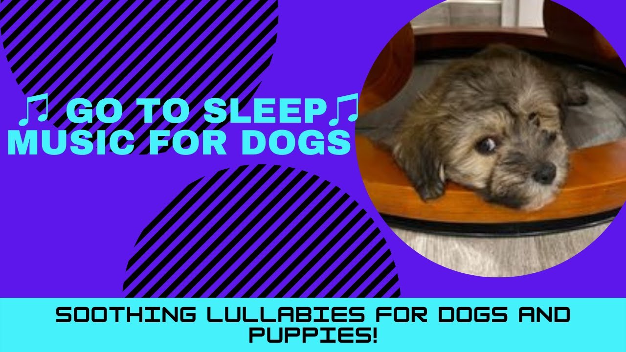 Music For Dogs ♫ Go To Sleep ♫ Music For Dogs YouTube