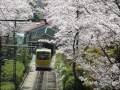 桜満開！春の天橋立ケーブルカー の動画、YouTube動画。