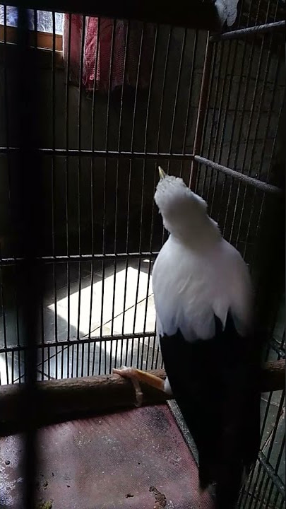 Burung Jalak putih jalak pito betina gacor