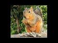 Squirrel Baby Mini cracking seeds at lunch