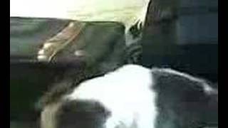 Cat in the suitcase