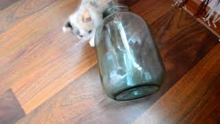 mission - cat in jar by Mi-mi-mi TV 80 views 4 years ago 1 minute, 8 seconds