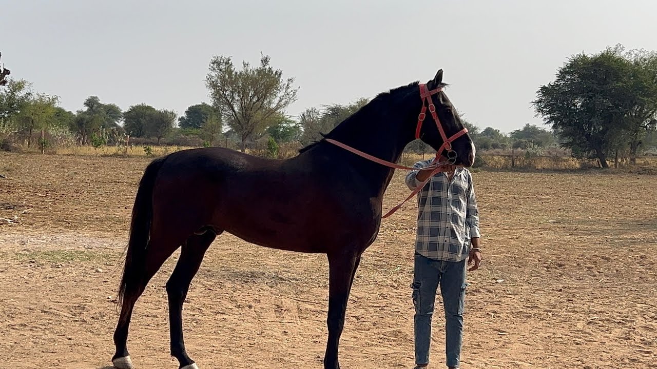 Aja ham gya rudrax ka pass 🐎