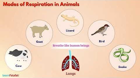 Respiration in Organisms Class 7 Science - Breathing in Animals