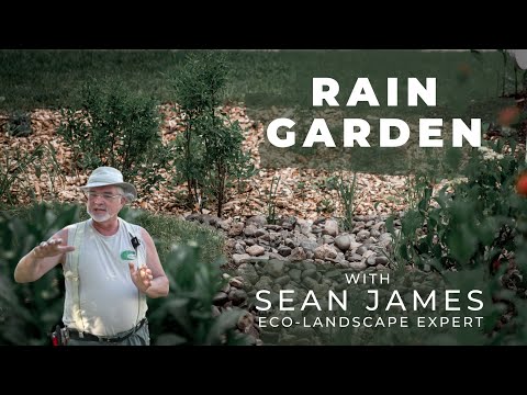Video: Žydintys lietaus sodo augalai – kaip užpildyti lietaus sodą gėlėmis