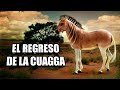 🦓 La CUAGGA vuelve a correr en Sudáfrica! #Equus quagga quagga 🦓