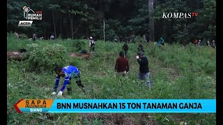 BNN Musnahkan 15 Ton Tanaman Ganja di Aceh Besar