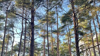 Walk in a Nordic wood, feel the peace