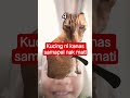 KUCING INI GANAS SAMPAI NAK MATI😭