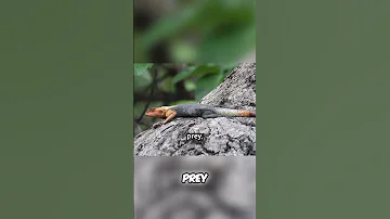 The Agama Lizard: A Vital Ecological Guardian #education #nature #facts #world #animals