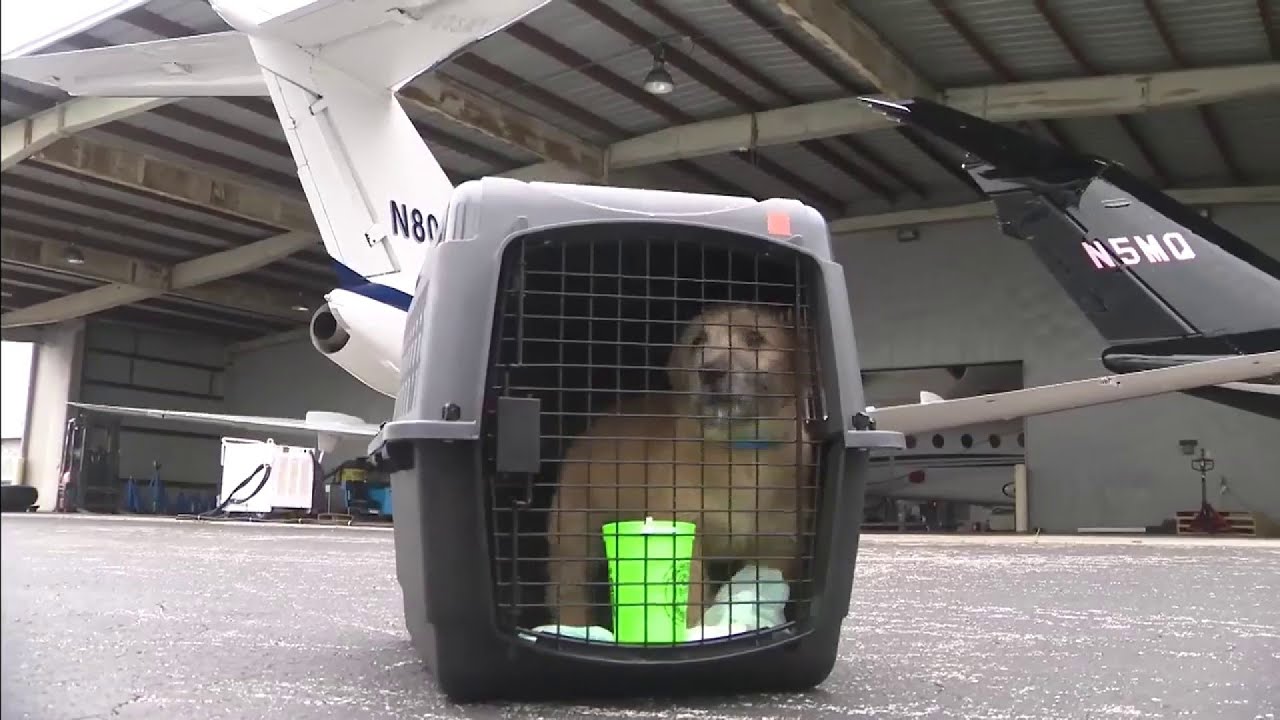 Dozens of dogs in kill shelters in Louisiana find safe haven in South ...