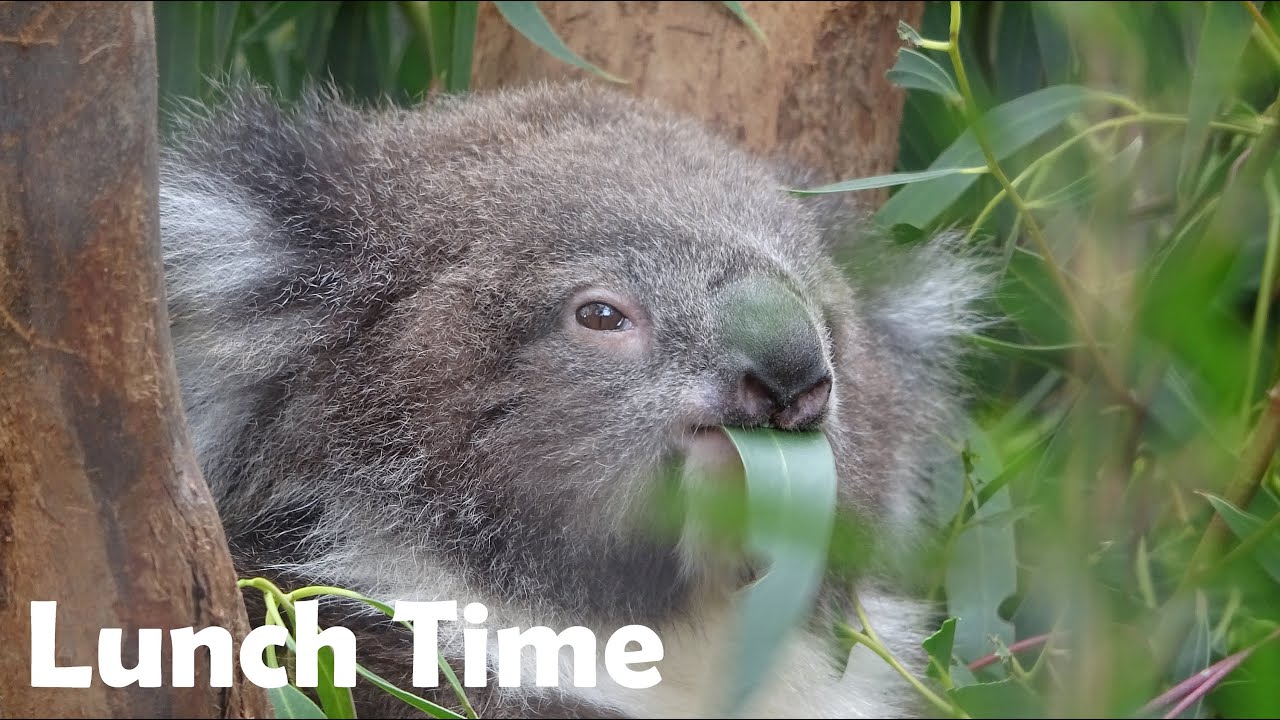 Baby Koala Lunch Time 