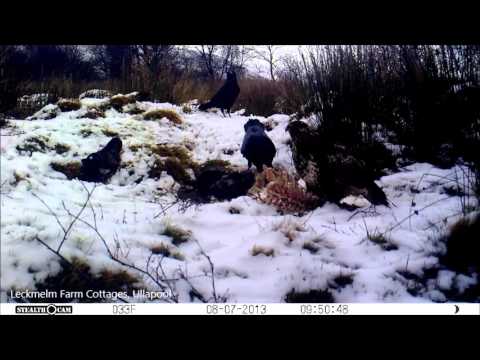 Buzzard and Raven feeding together. Leckmelm by Ullapool