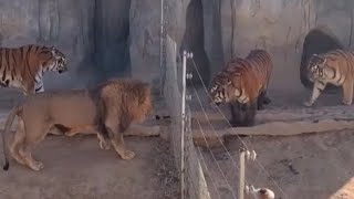 Lion VS Tiger Real Fight - Tiger VS Lion - Tough Creatures