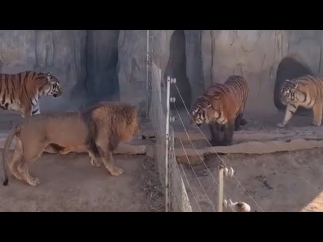 Lion VS Tiger Real Fight - Tiger VS Lion - Tough Creatures class=