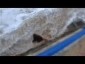A young woman was almost swept out to sea by waves of incoming tide after she taunted mother nature at Sardinero beach (Video)