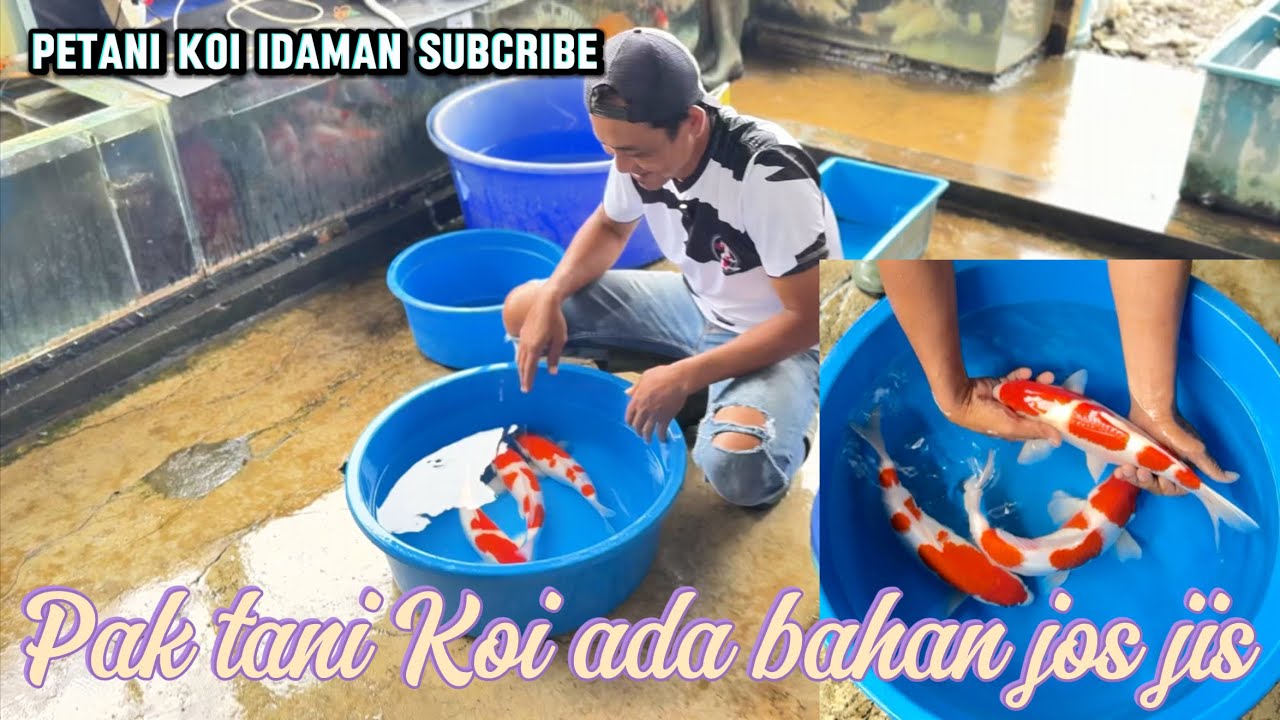Lololo ada bahan jos jis di pak tani Koi idaman subcribe 🤩🤩review harga Koi di dasen Koi farm 