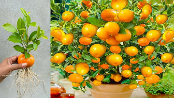Great Technique For Grafting Orange Fruit Using Aloe Vera, Coca Cola, growing orange tree many fruit