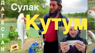 Дикий Дагестанский Кутум