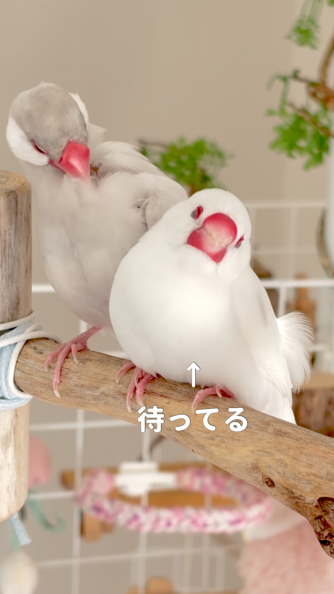 してほしいな… 羽づくろい待ちの白文鳥れもん君と気が向いたらして