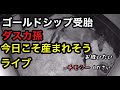 今日こそゴールドシップ仔を出産するダイワスカーレット孫ライブ(スカーレットテイル)