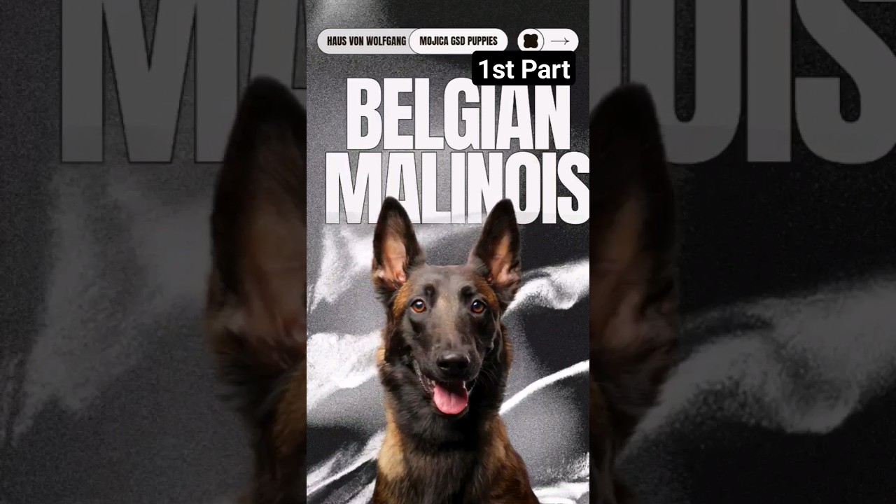 History of the Belgian Malinois 