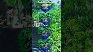 Ficus के Plants🌱Air purifier plant 🤷🏻 @KrishiVatika3003 #plants#garden #viral 💯#SPJ