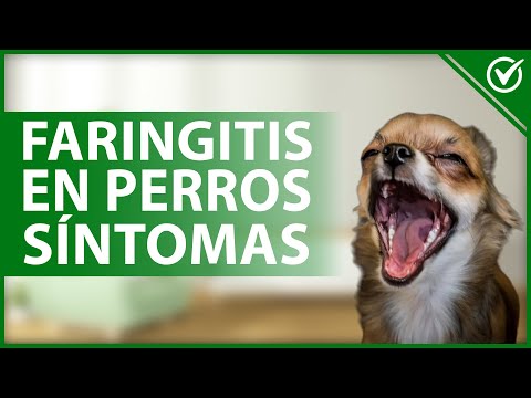 Video: ¿Pueden los perros tener bolas de pelo en la garganta?