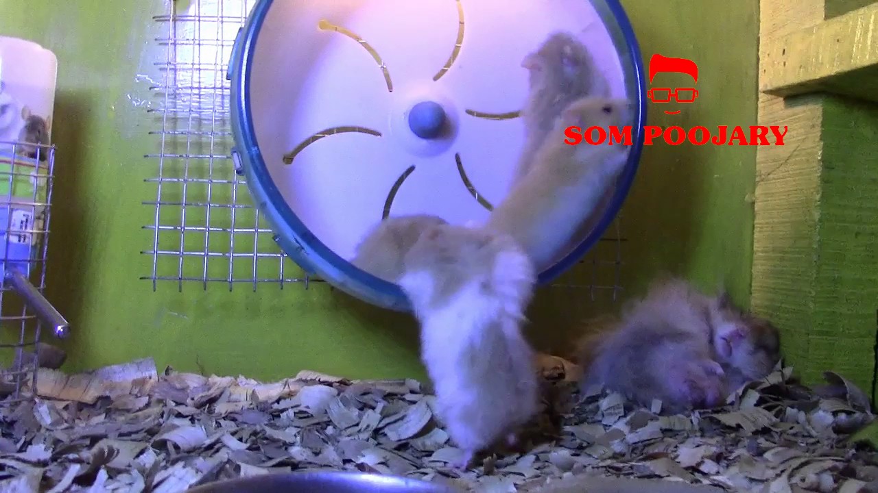 petco hours Baby hamsters playing