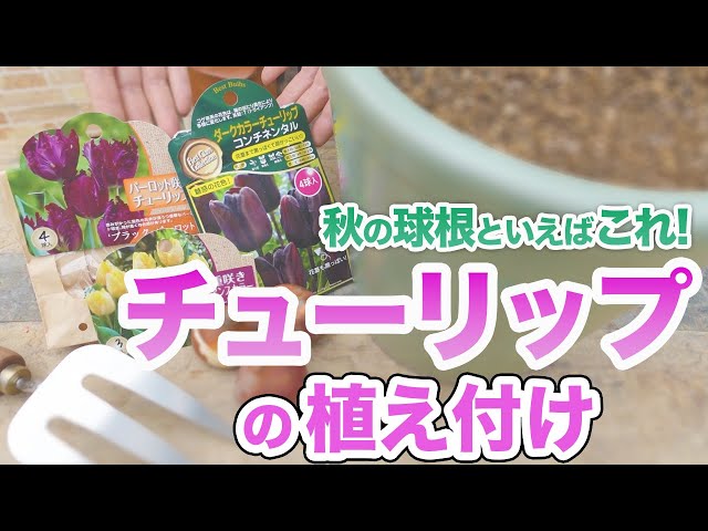 最新版】知っておきたいチューリップの植え付けと管理方法をご
