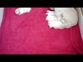 Westie Puppies Livestream - 17 day old