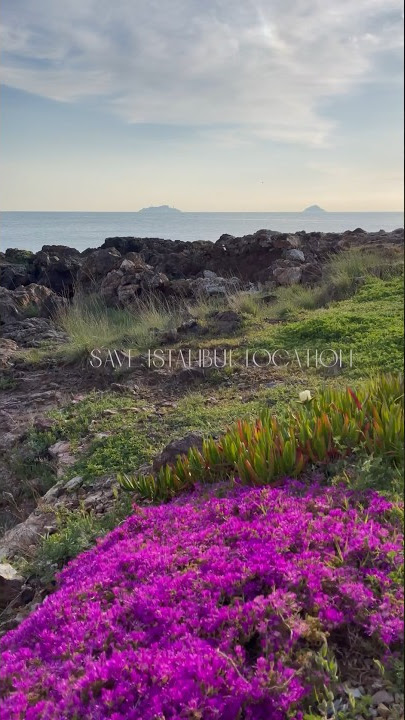 📍Burgazada. Plaj Madam Marta Koyu 🛶