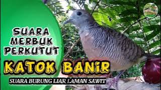 ▶️ Suara [ Katok Banir ] Merbuk Perkutut Ori Laman Sawit