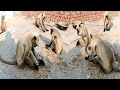 Daily Aate Hain Ye Langur Chana Khane – Aaj Kuch Alag Ho Gaya! 😯🐒