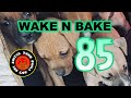 WAKE N BAKE 085 || STONE CITY KENNEL'S AWESOME BABY ROM || Shedeur Sanders